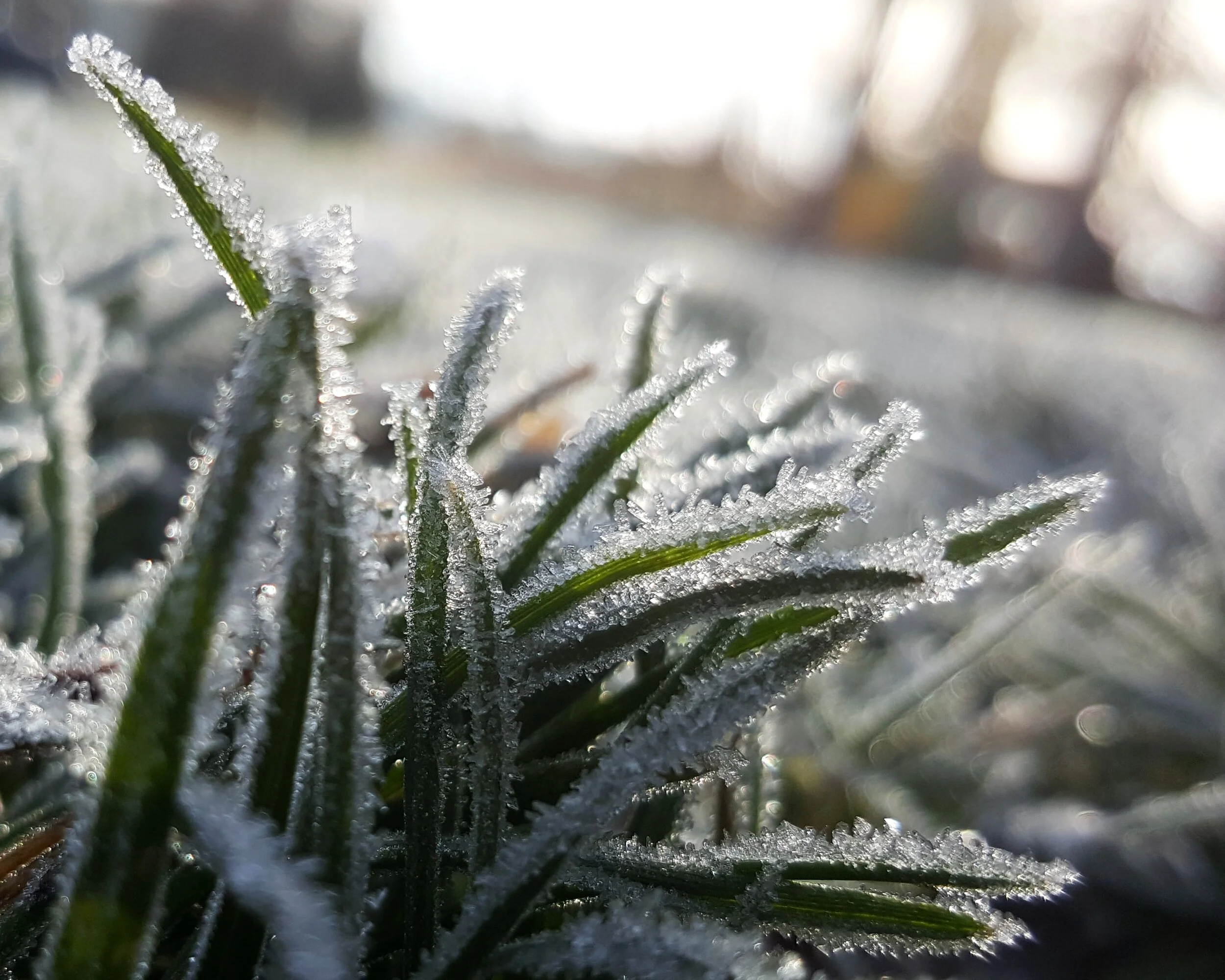 Should I treat my lawn in the Winter?