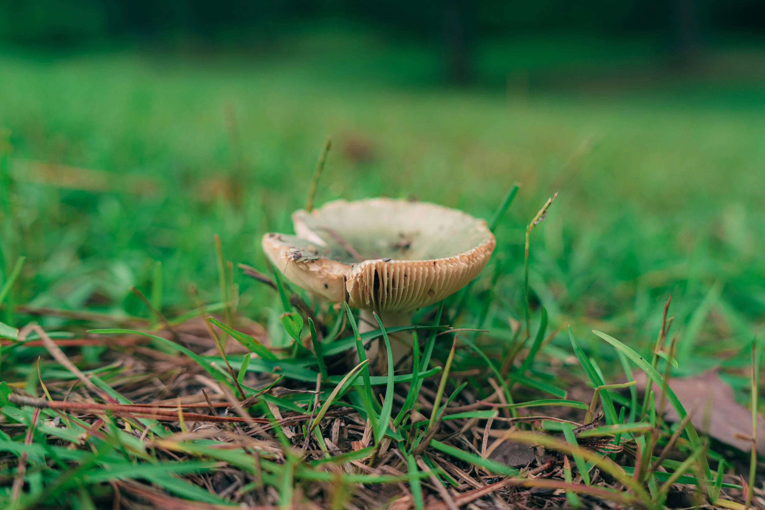               Lawn mushrooms