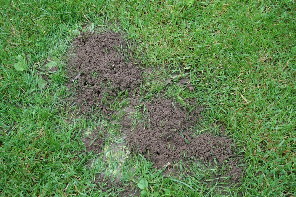 Ants in my lawn – What should I do?