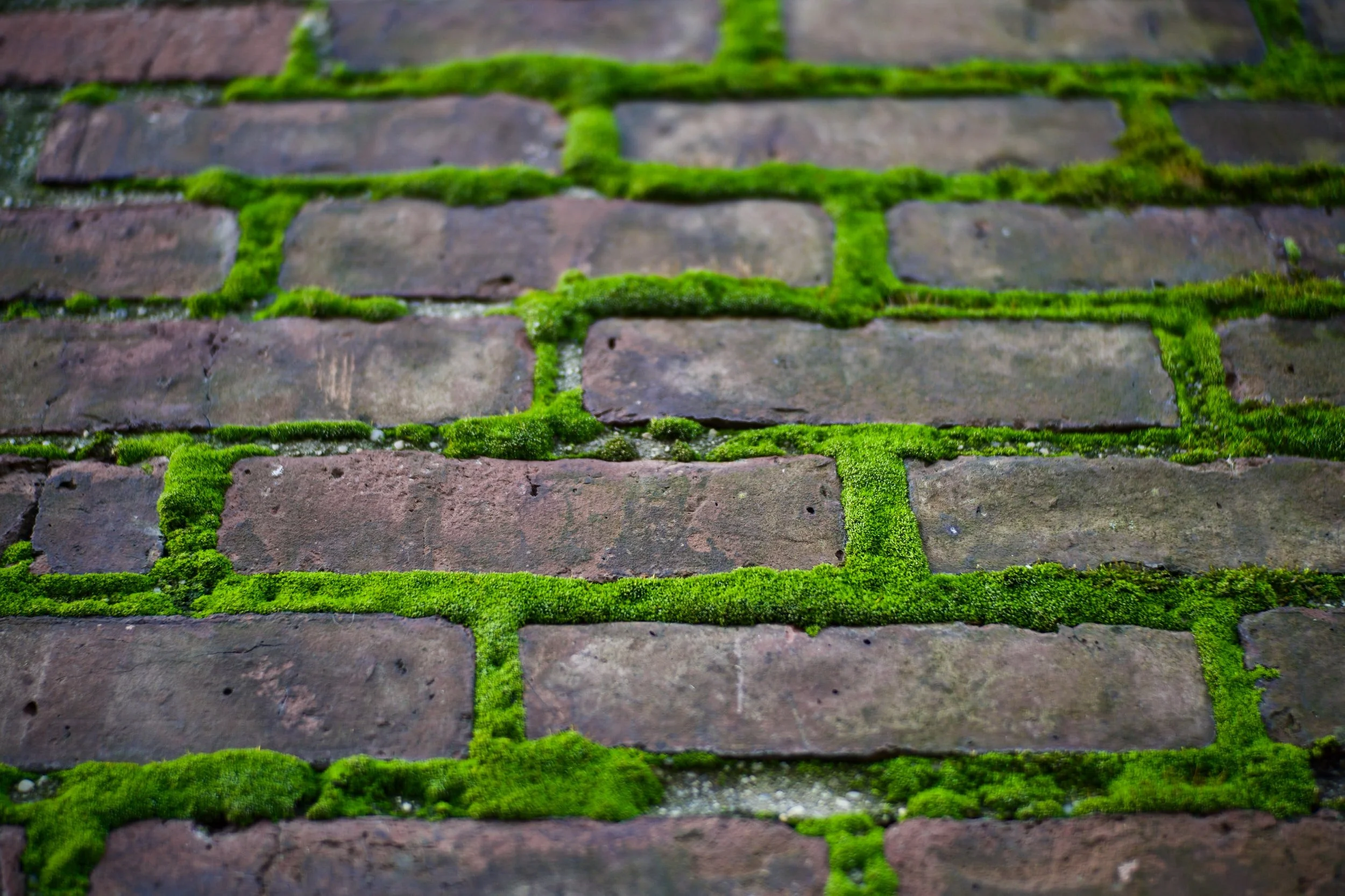 Hard surface moss and algae control
