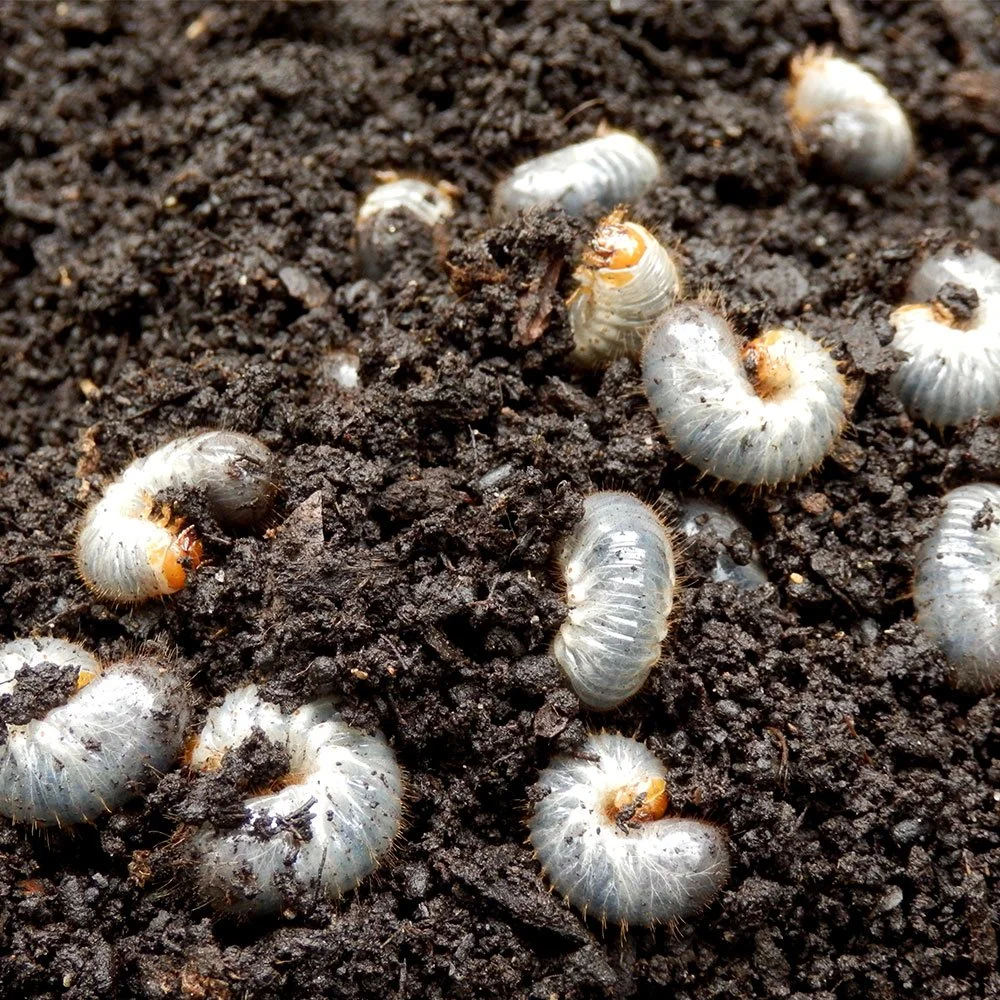 What are Leather Jackets and Chafer grubs?
