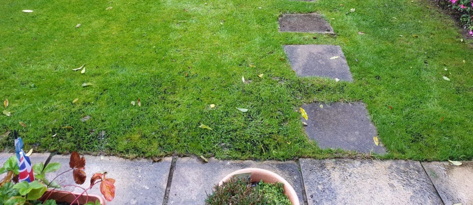 What is this black mould in my lawn?