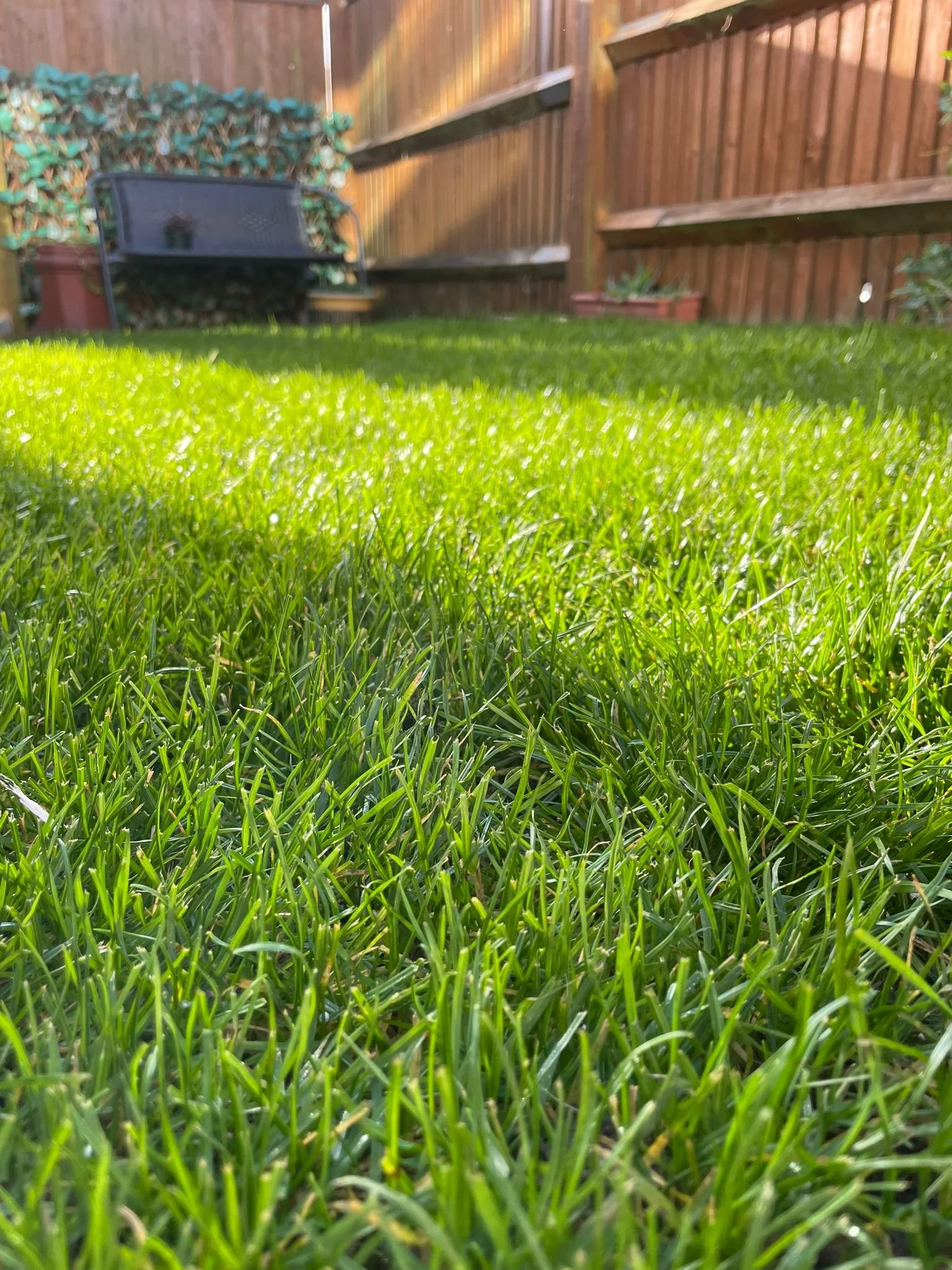 Winter (dormant) Lawns