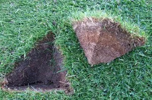What is lawn thatch?
