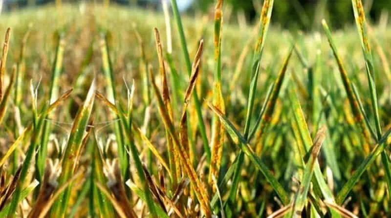   Common lawn diseases