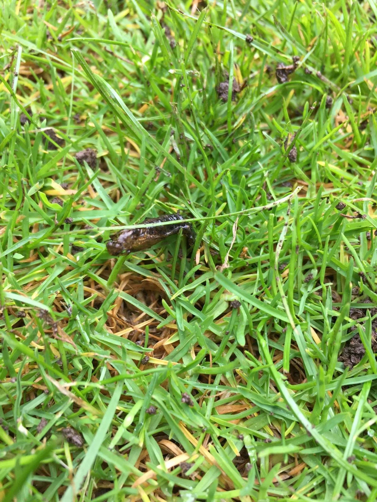 Something’s eating my     lawn!
