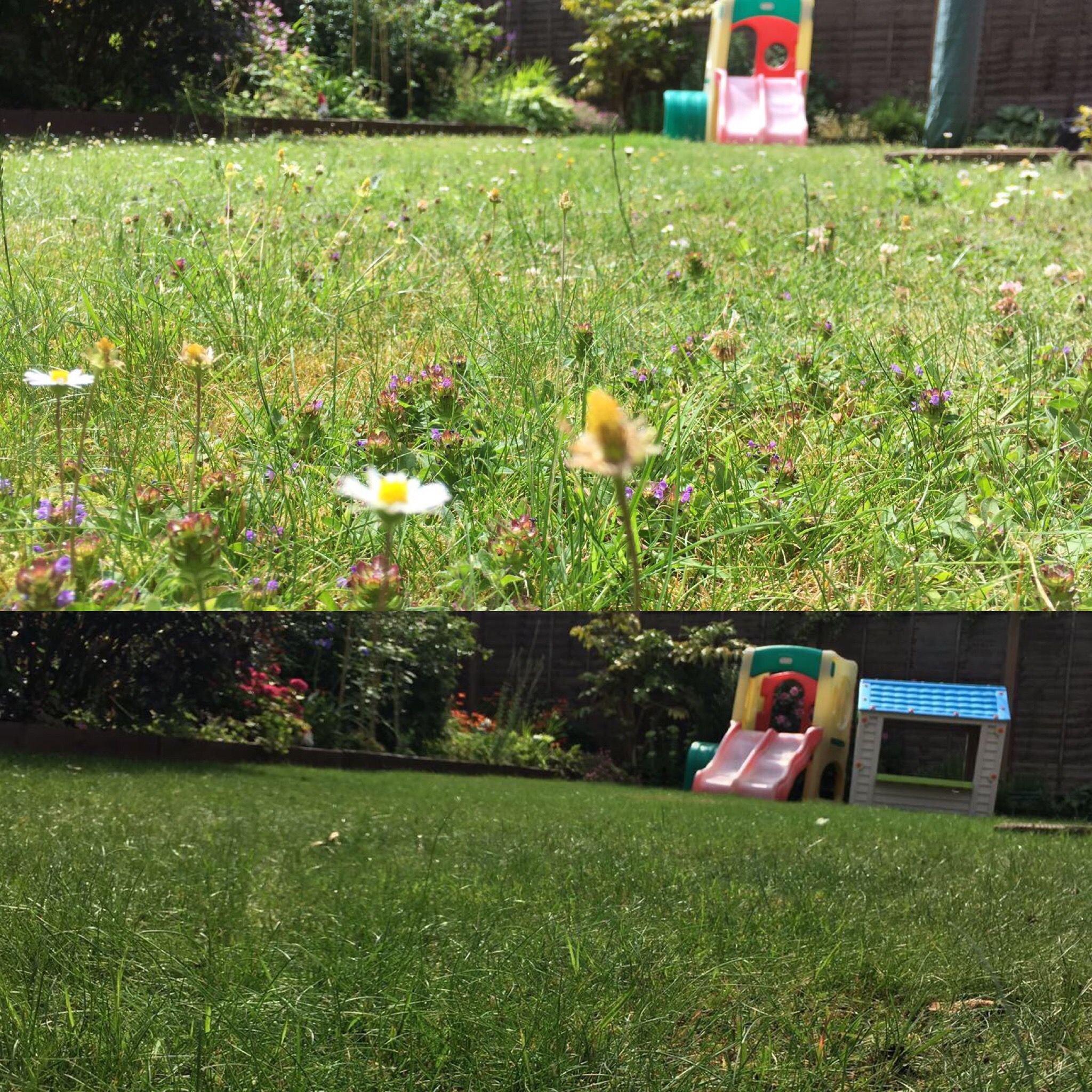 weeds before and after.jpeg