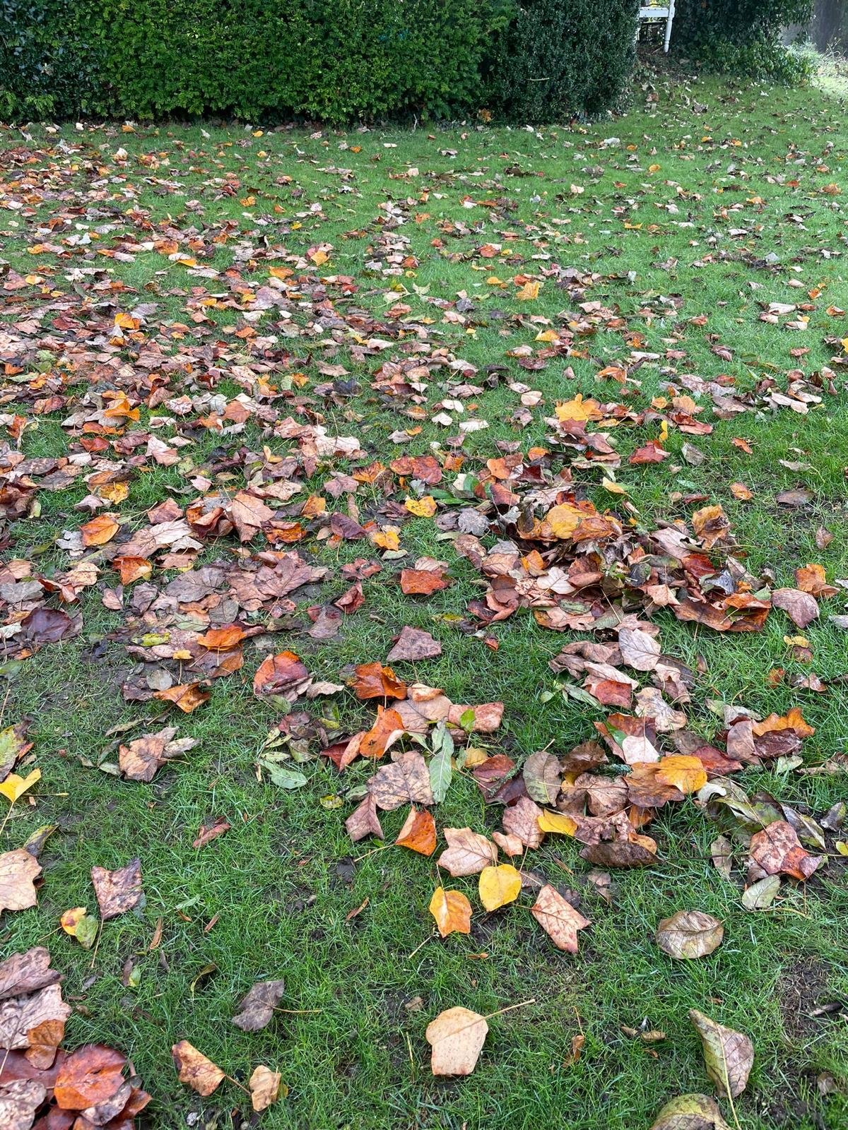 leaves covering 5.jpeg