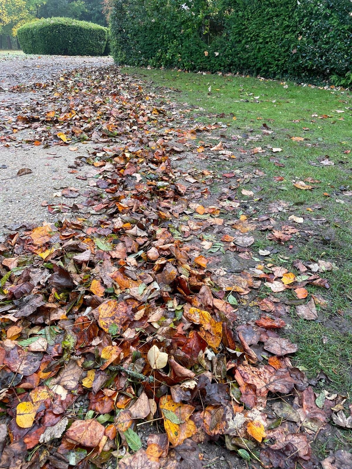 leaves covering 4.jpeg