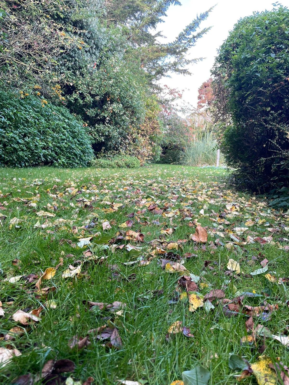 leaves covering 3.jpeg