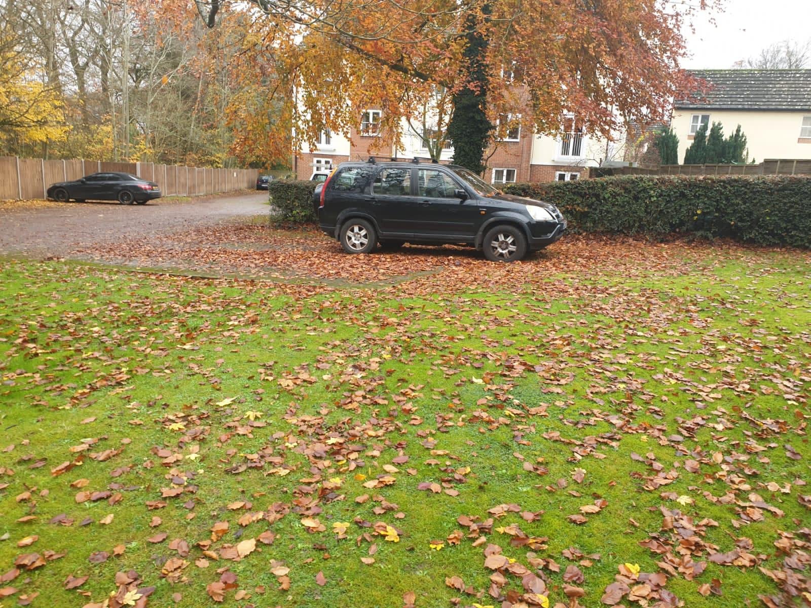 leaves covering lawns.jpeg