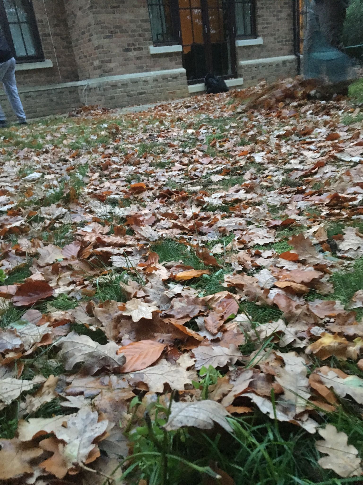 leaves covering#.jpeg