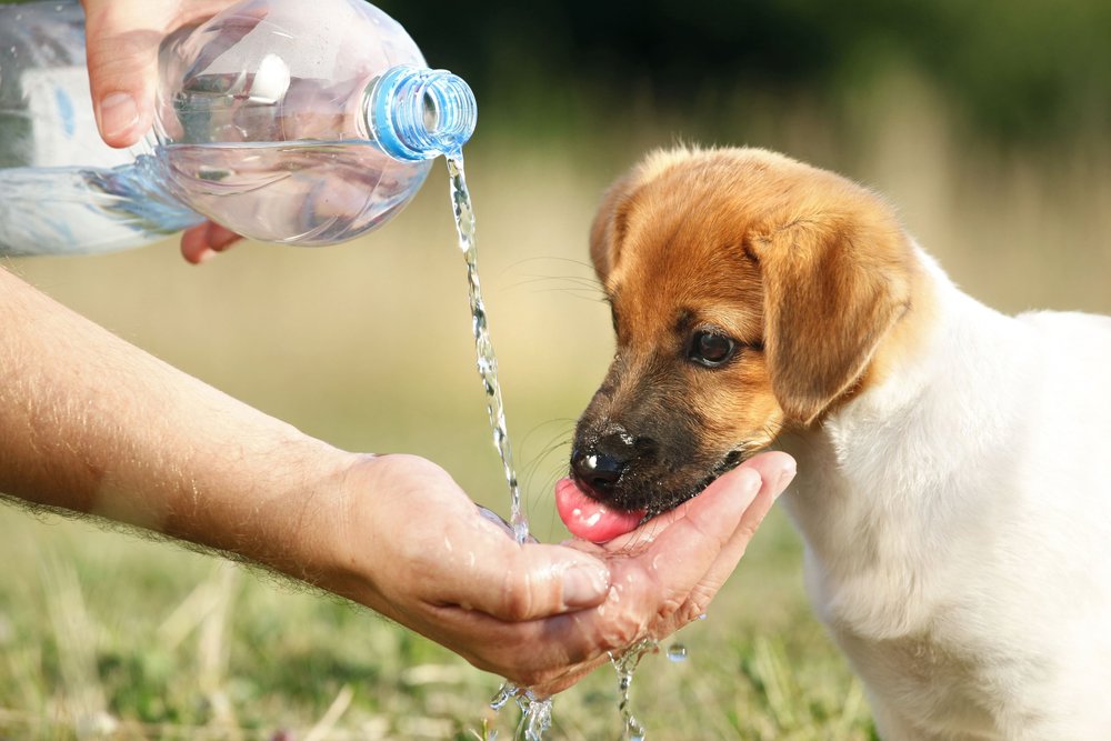 Puppy drinking water poured from a bottle into a cupped hand