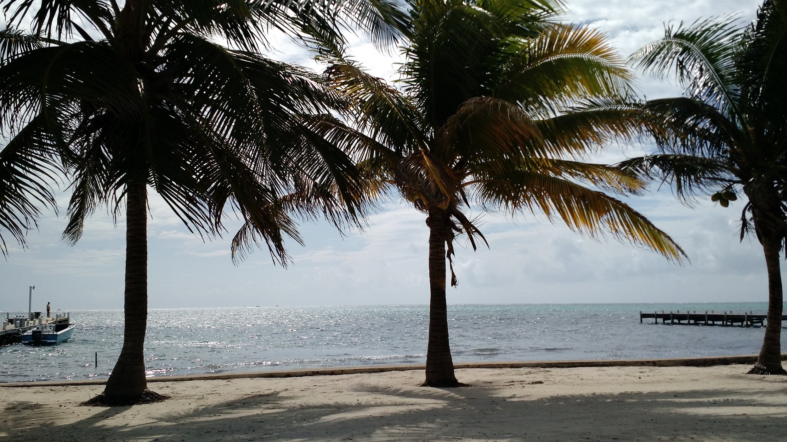 Palm trees on a quiet sandy beach overlooking the sparkling Caribbean Sea in San Pedro Belize.