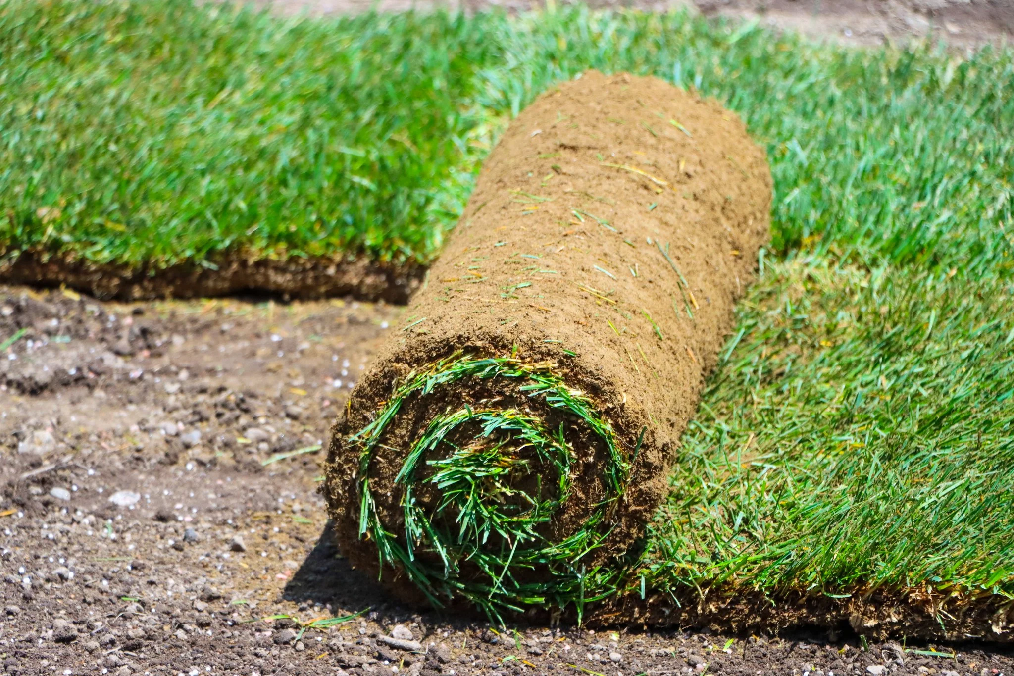 Roll of sod on dirt, ready for lawn installation.