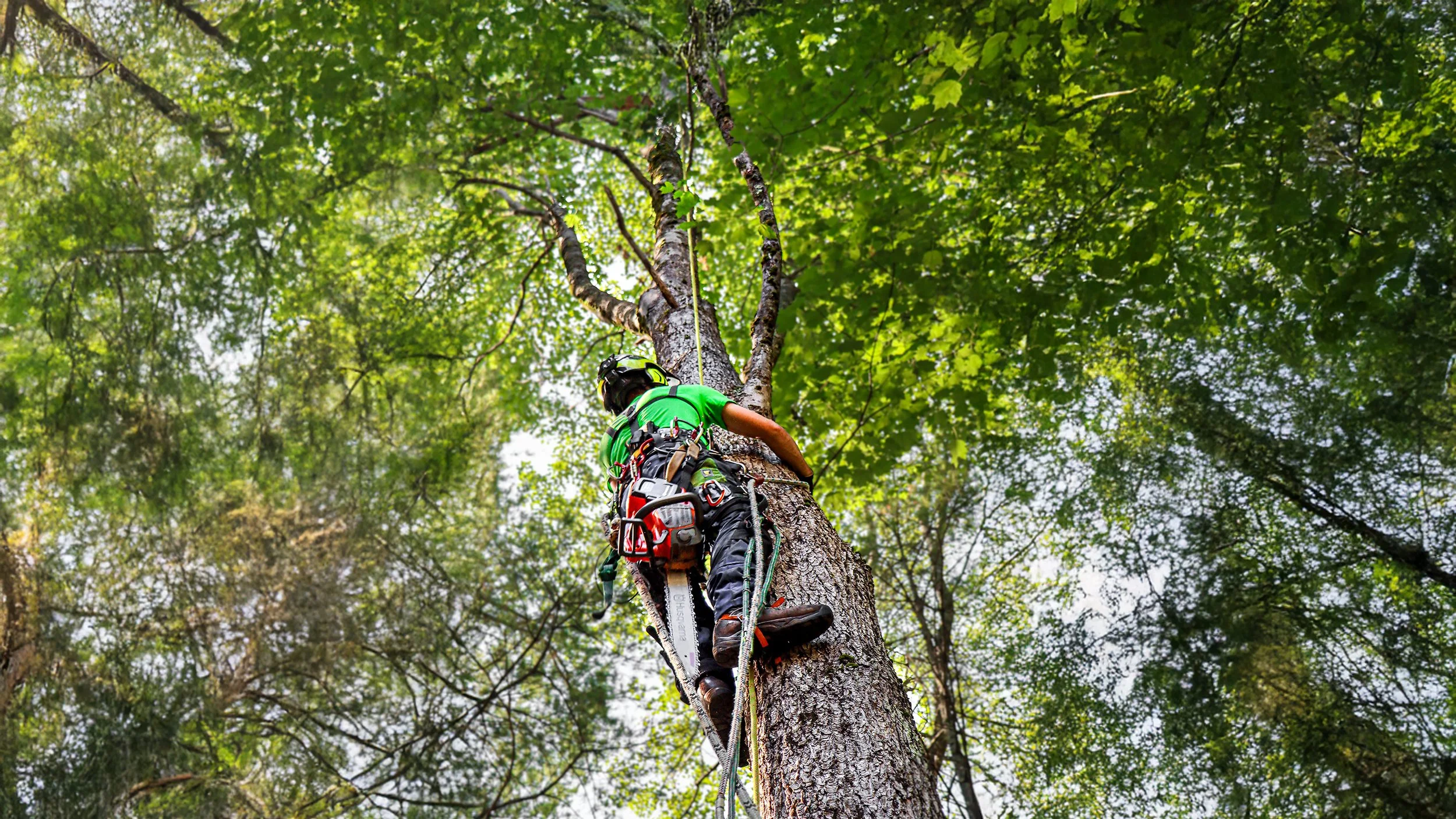 What Do Arborists Do?