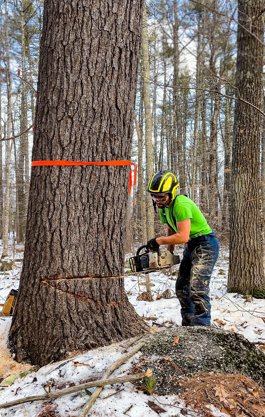 Loggers vs. Arborists: Understanding Their Roles