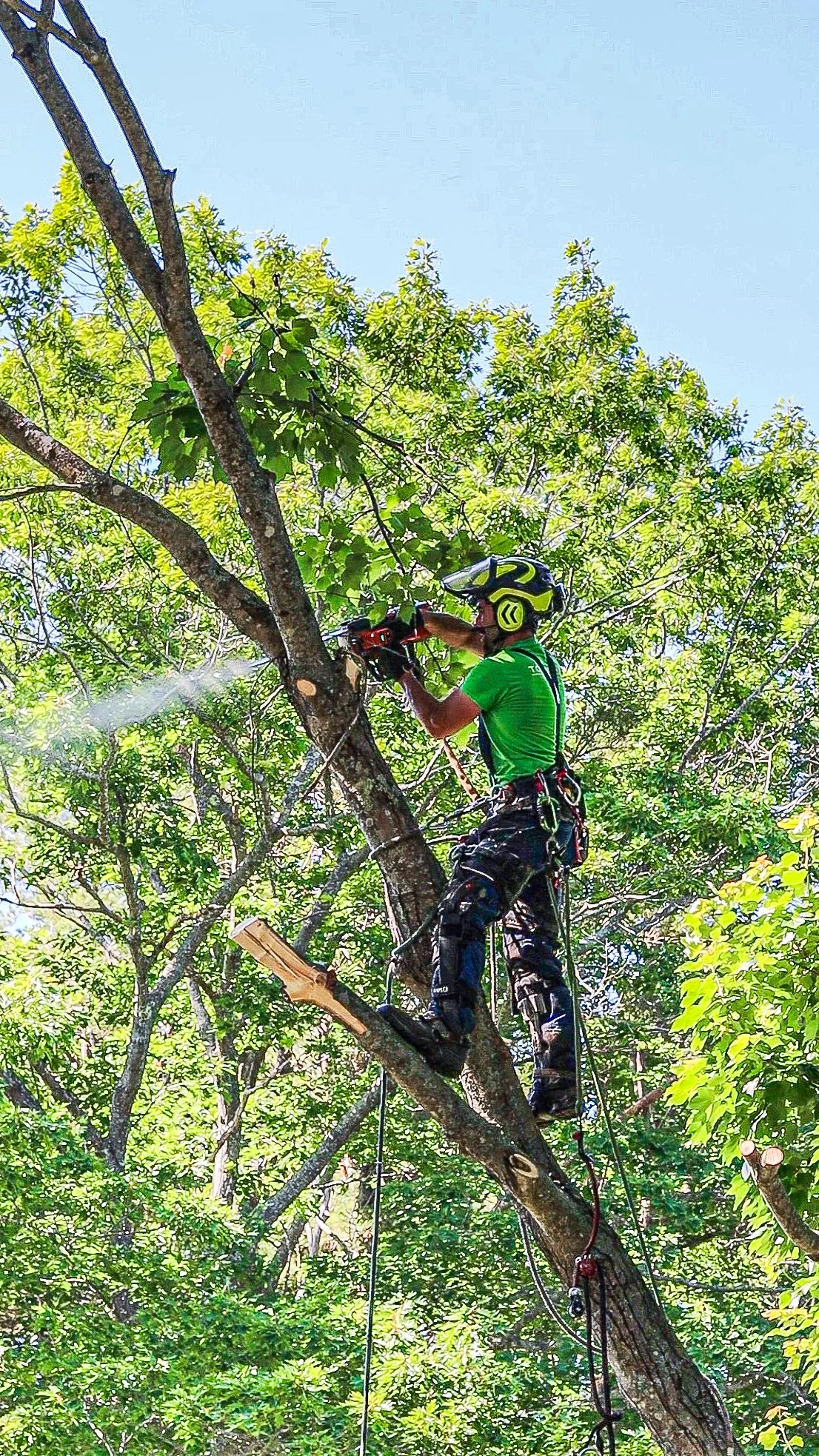🌳 Why Certified Arborists Are Essential for Tree Safety