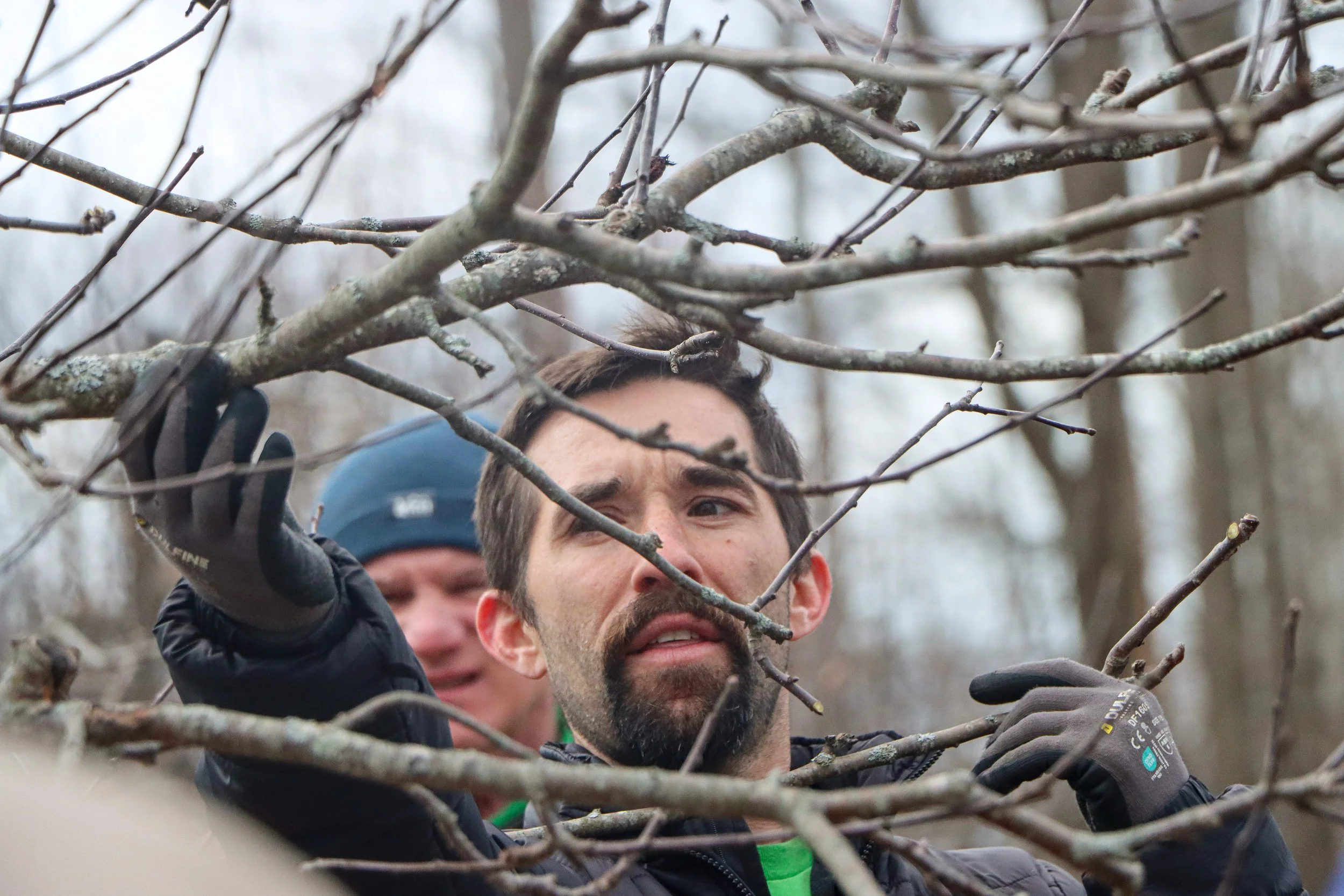 Licensed arborist examining apple true and explaining how to prune apple trees to his class