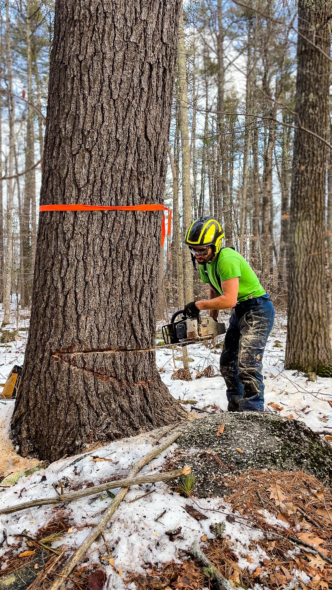 A person using a chainsaw to cut down a large tree marked with orange tape in a snowy forest.