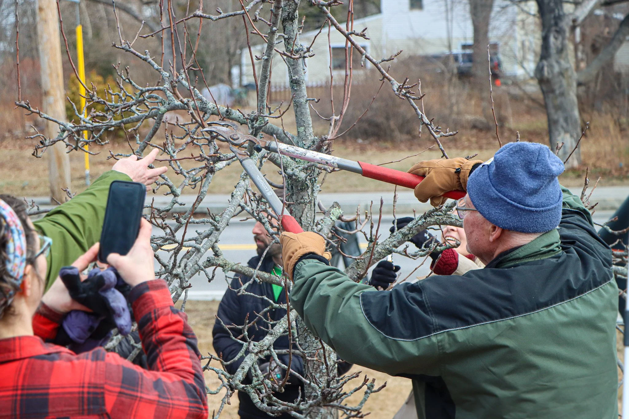 People attending apple tree pruning class and pruning branches using pruning shears in an outdoor setting, with onlookers and a person taking a photo in Biddeford Maine
