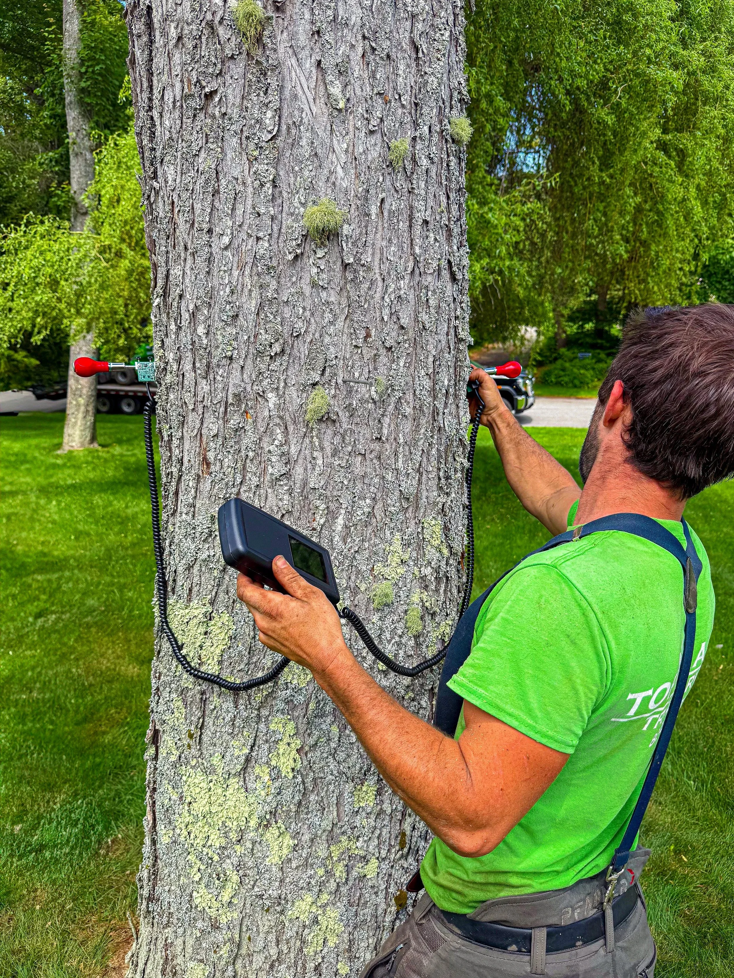 Man using tree sonic tomography device to check the health and structural integrity of maple tree