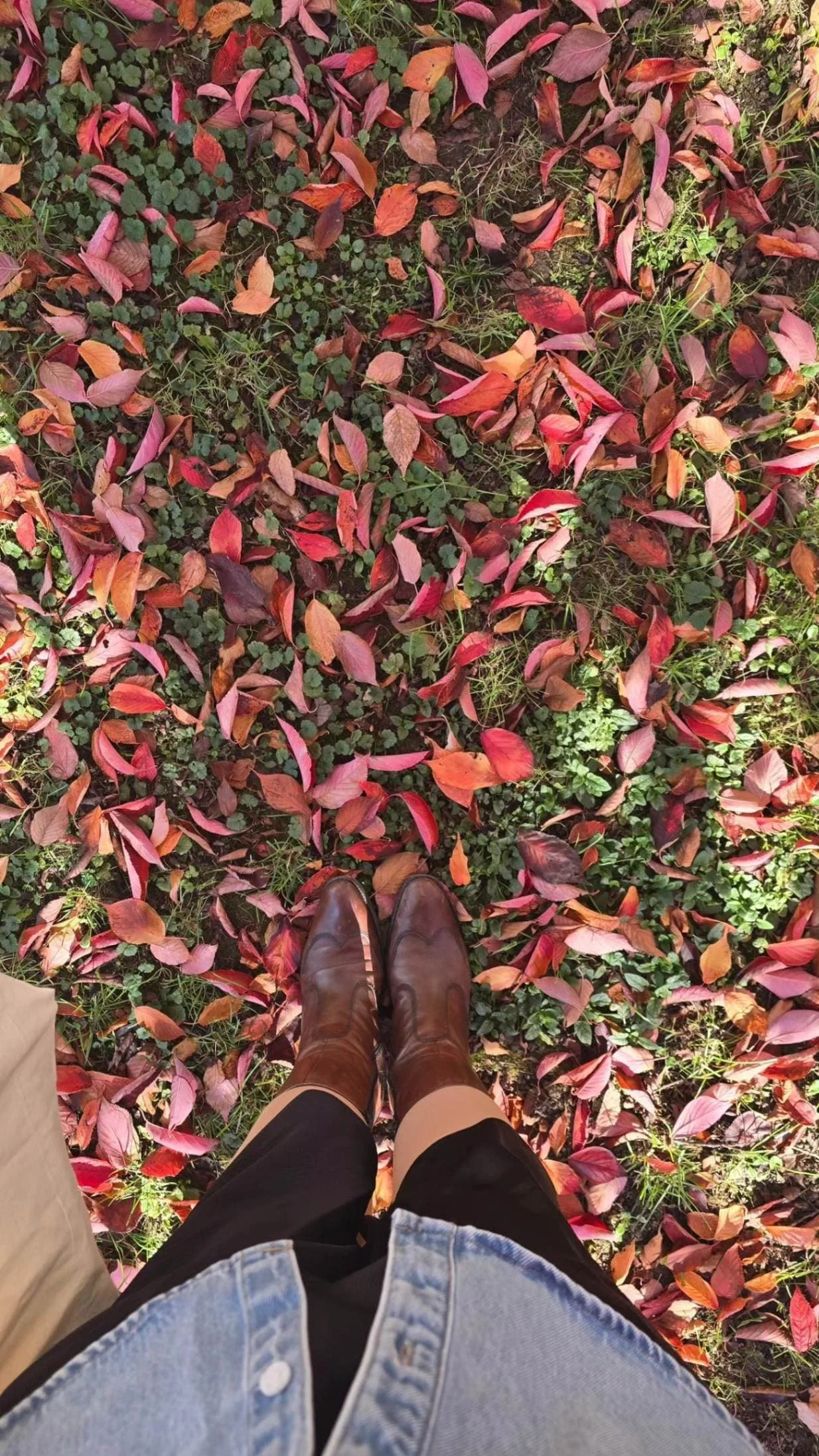 fall leaves on grass