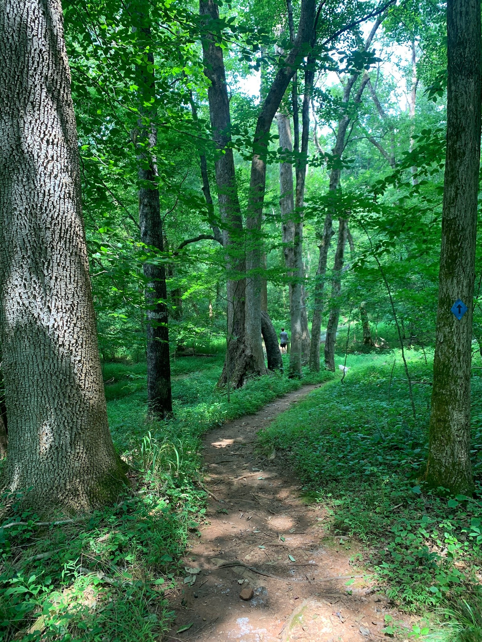 spoon creek path.JPG