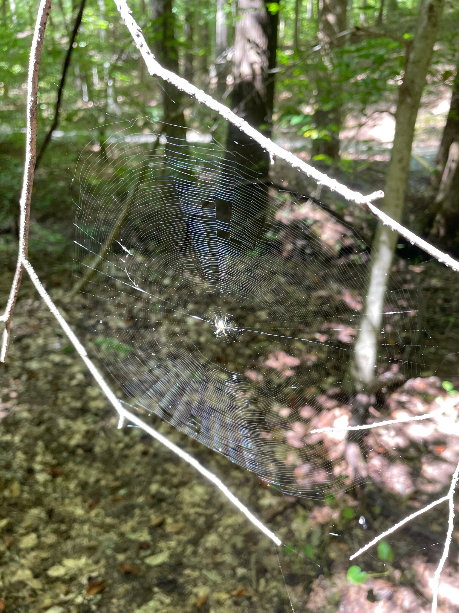 IMG_0015.jpeg