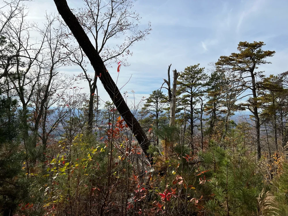 Pilot Mountain State Park -The Grindstone, Ledge Spring