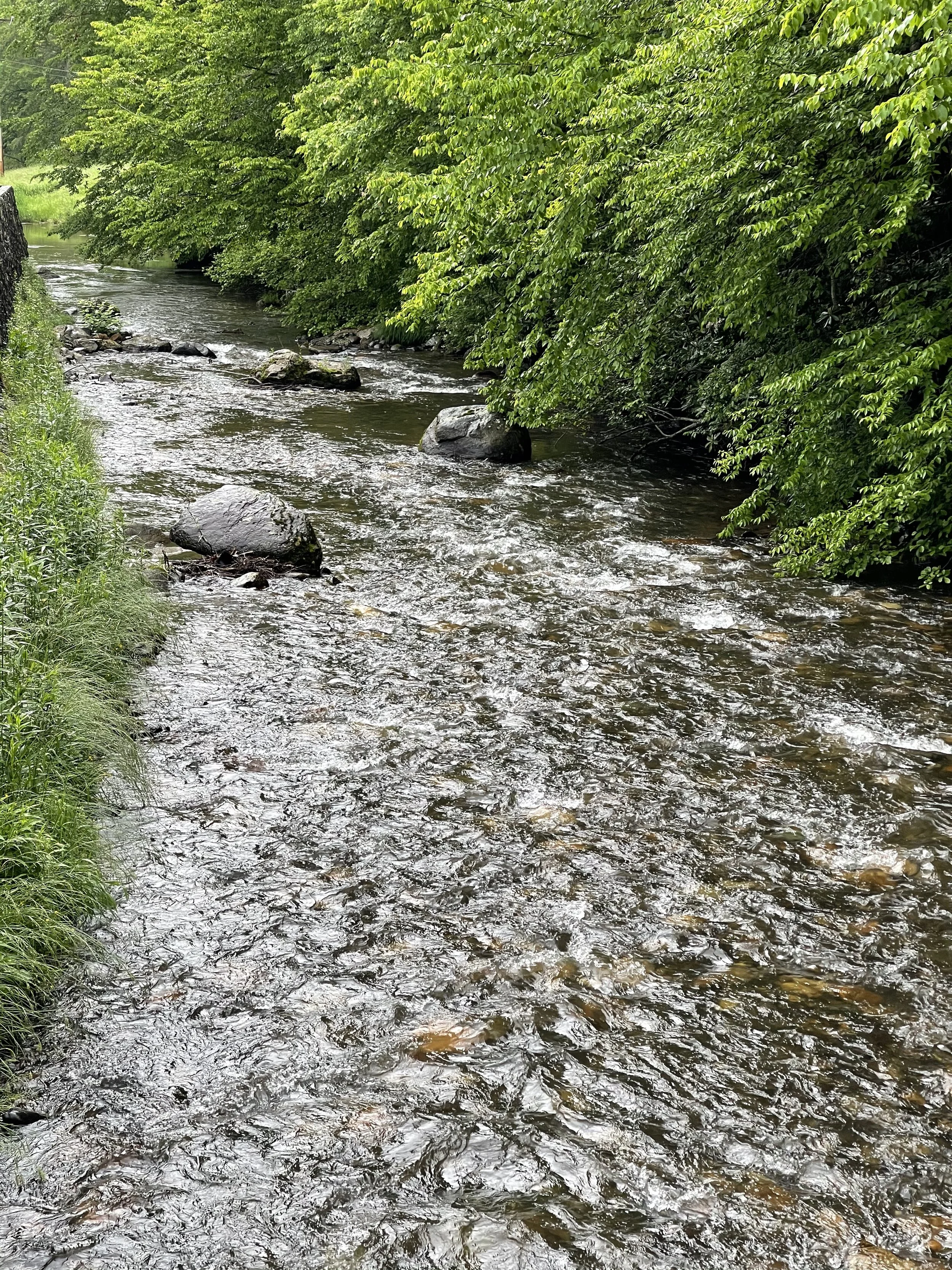 IMG_2219.jpeg