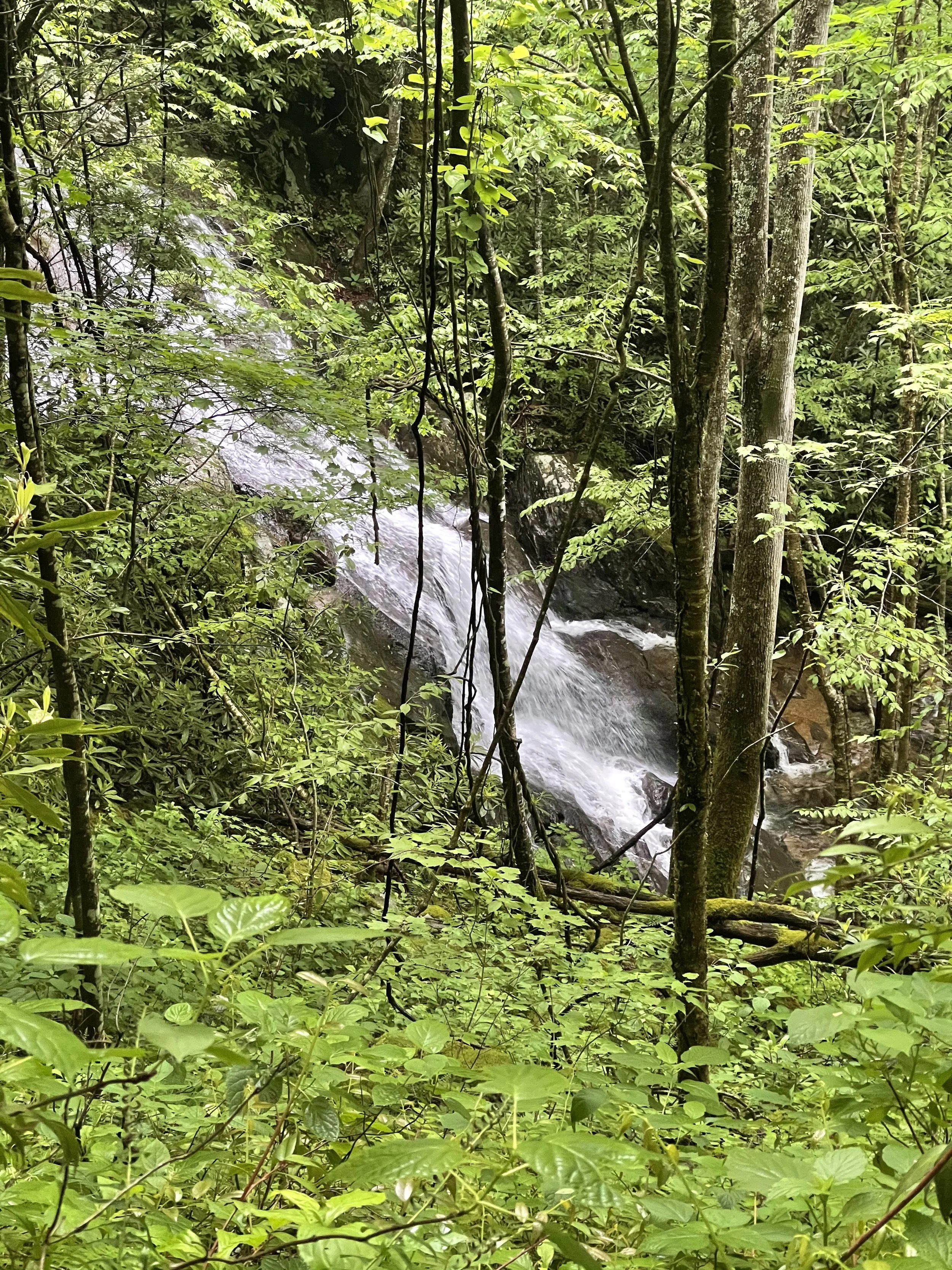 IMG_2274.jpeg