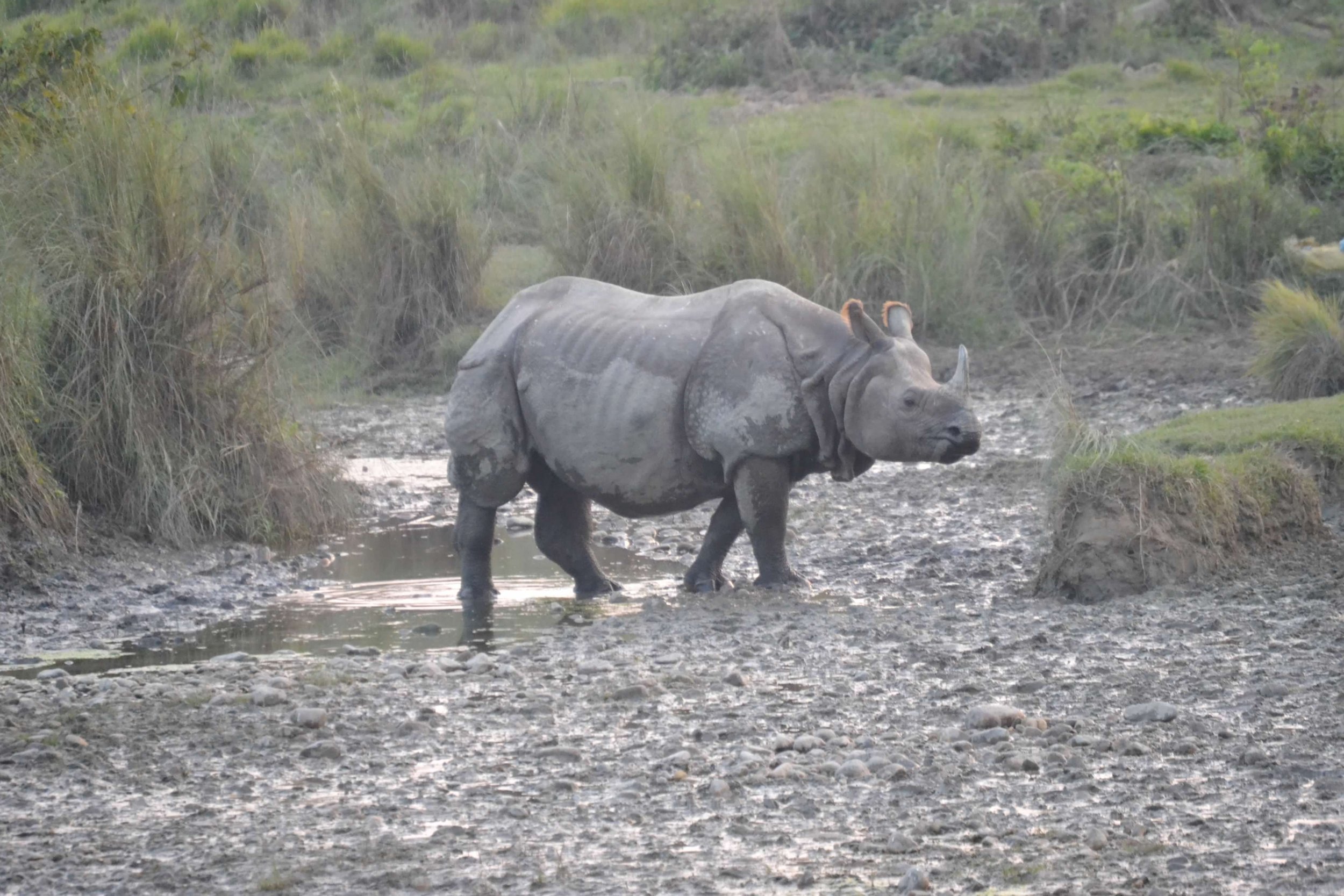 nepal - one horned rhino.JPG