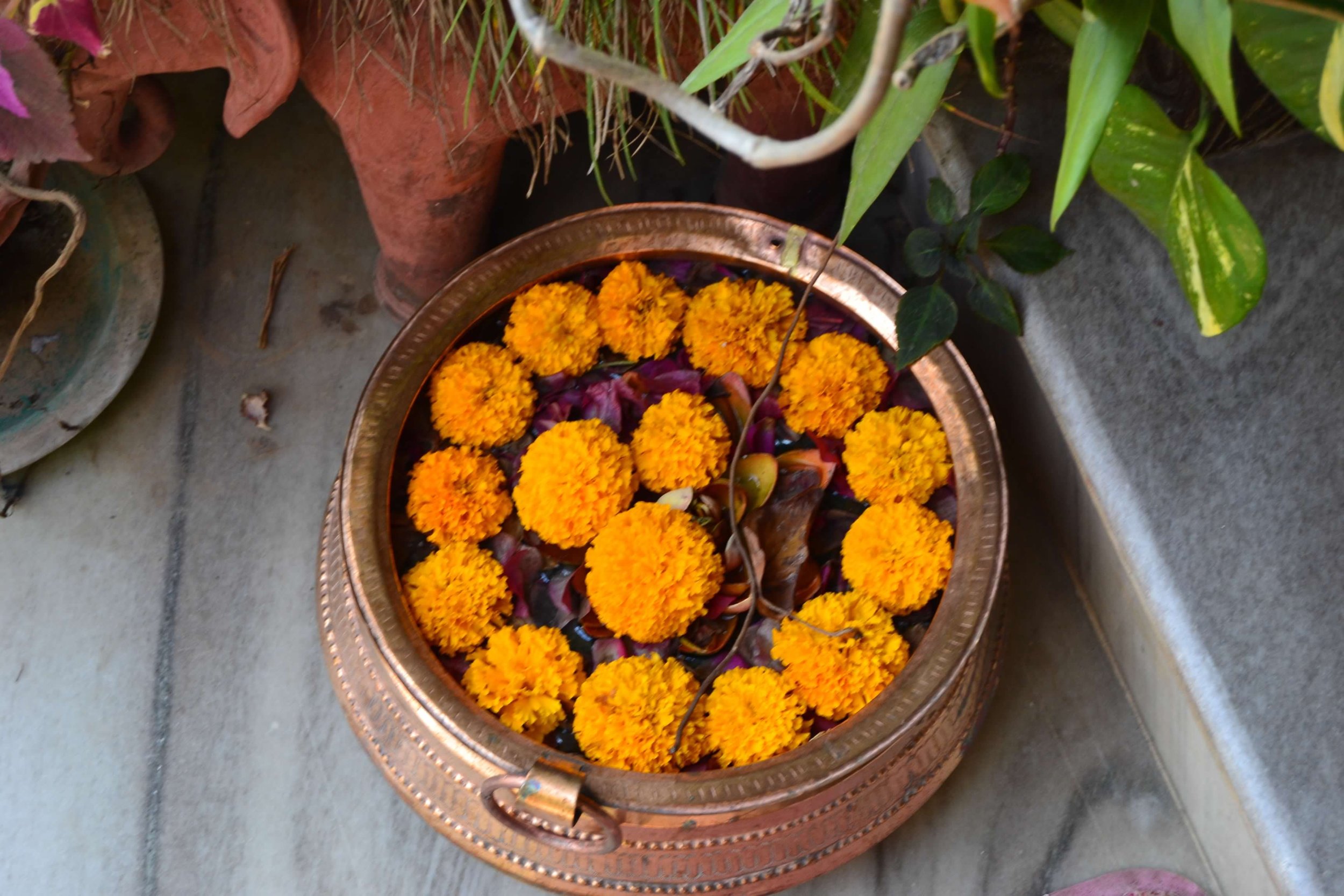nepal - marigolds.JPG