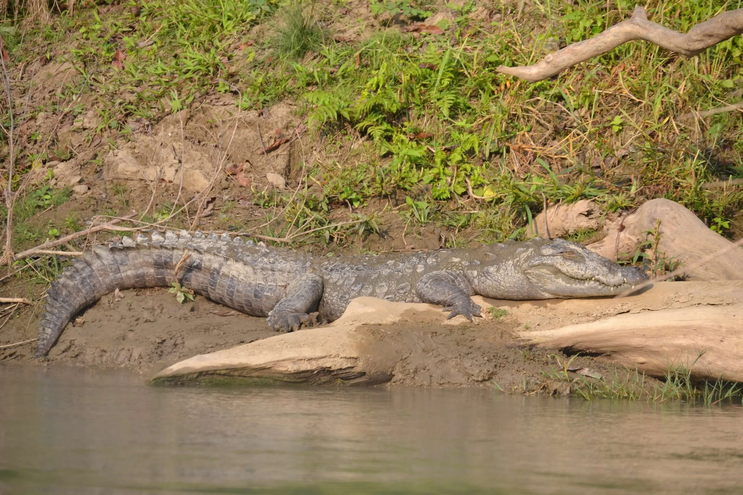 nepal - croc.JPG