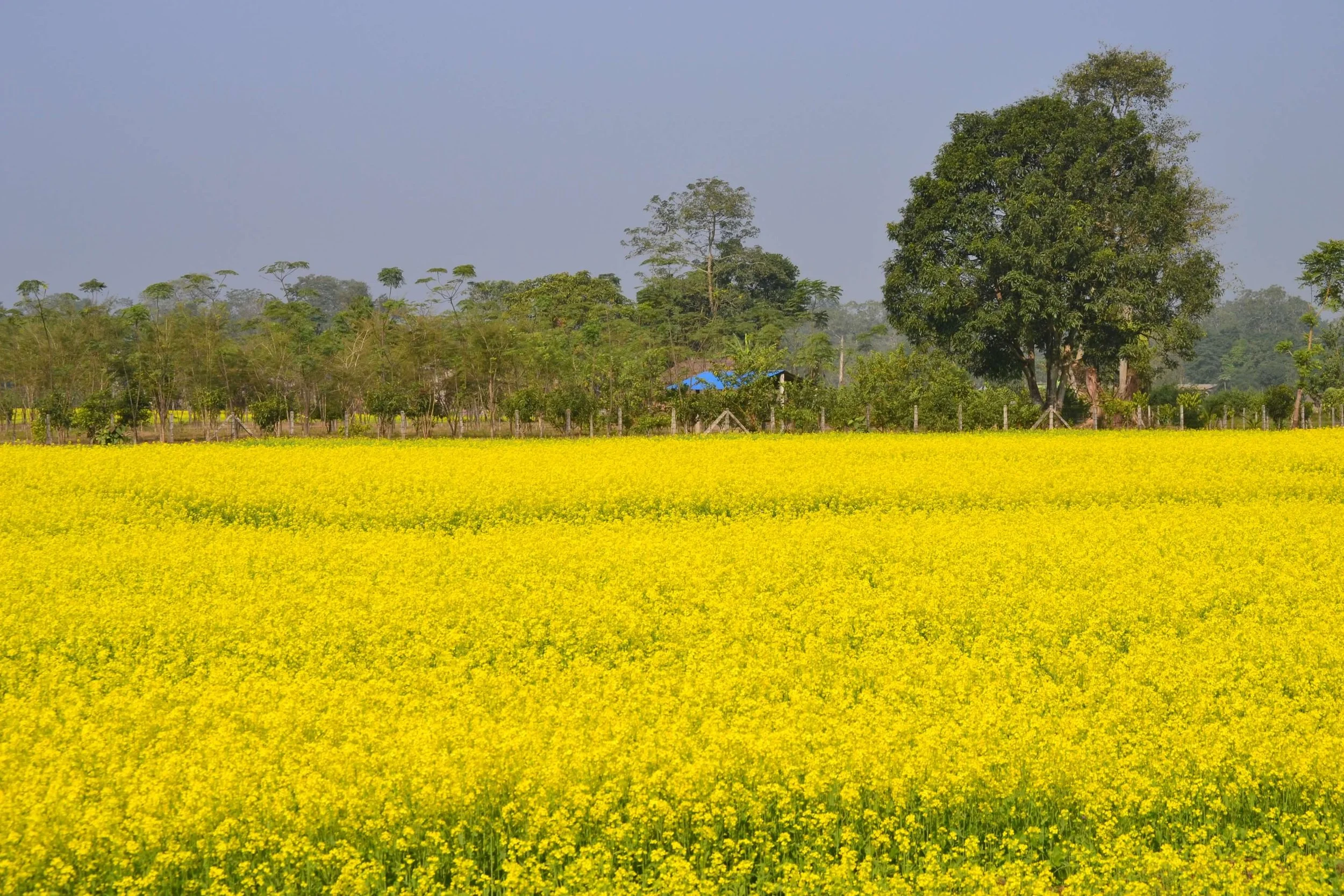 nepal - mustard.JPG