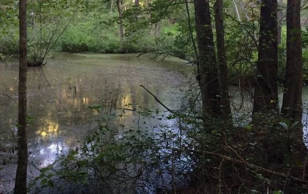 osprey swamp.jpg