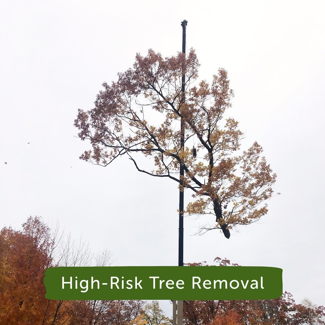 Swipe for a look at our recent high-risk tree removal 🌳

Our highly experienced abortists own state-of-the-art equipment to safely and property remove hazardous trees from your yard.

Get the job done right with Two Guys! ✔️

#twoguys #treeremoval #