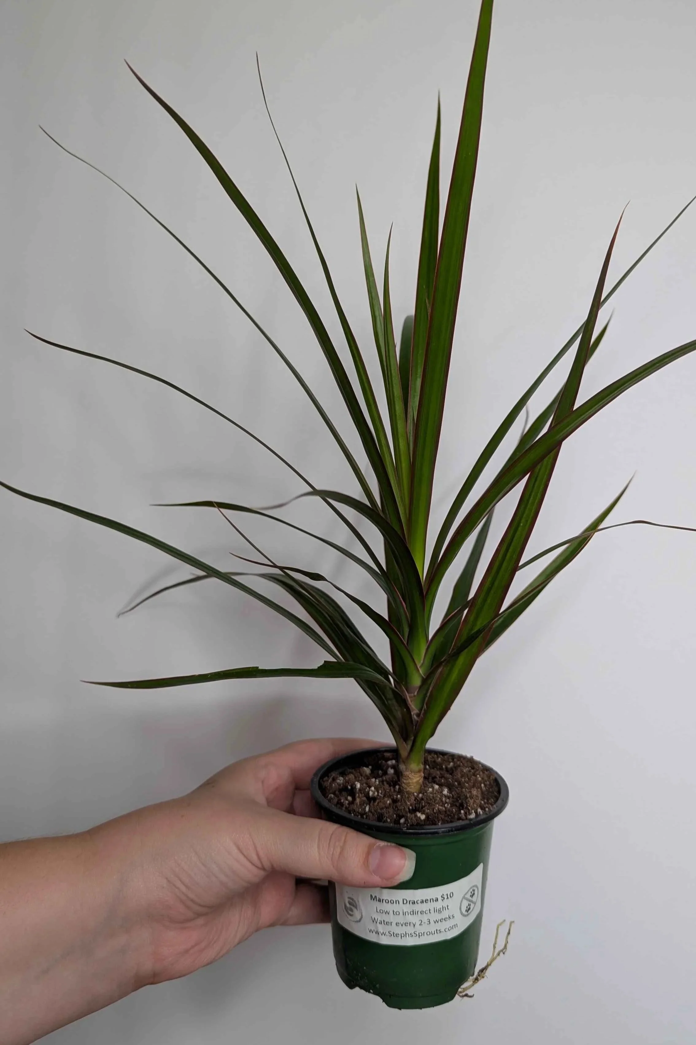 Dracaena+Maroon.jpg