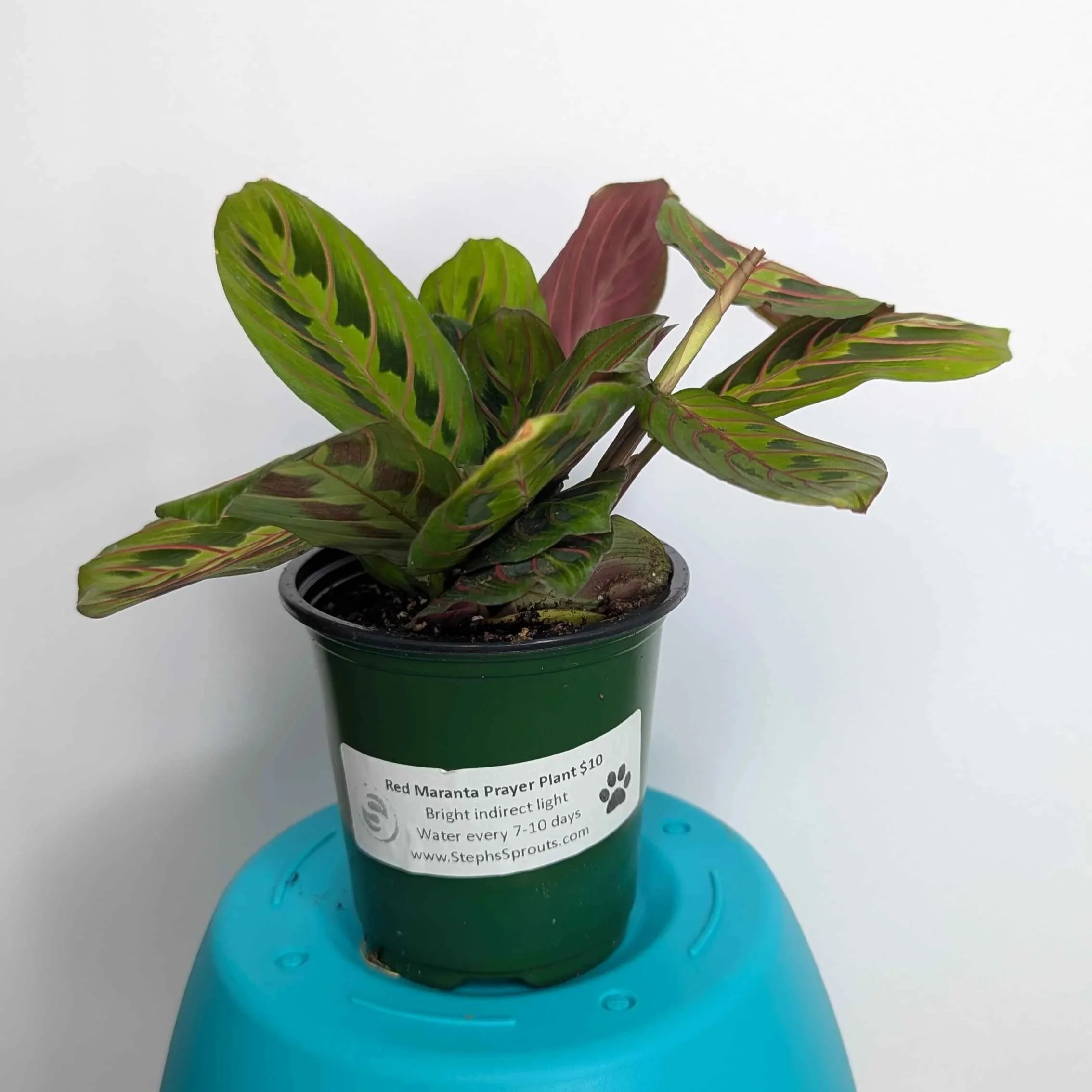 Maranta+Red+2.jpg