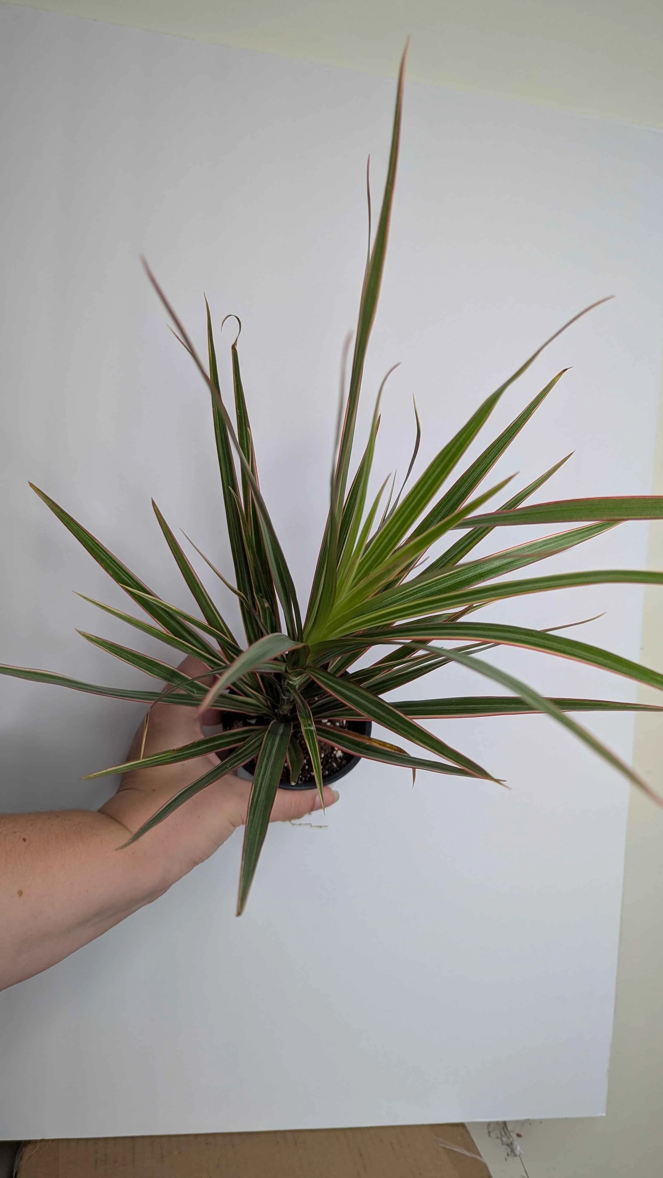 4in Dracaena Variegated