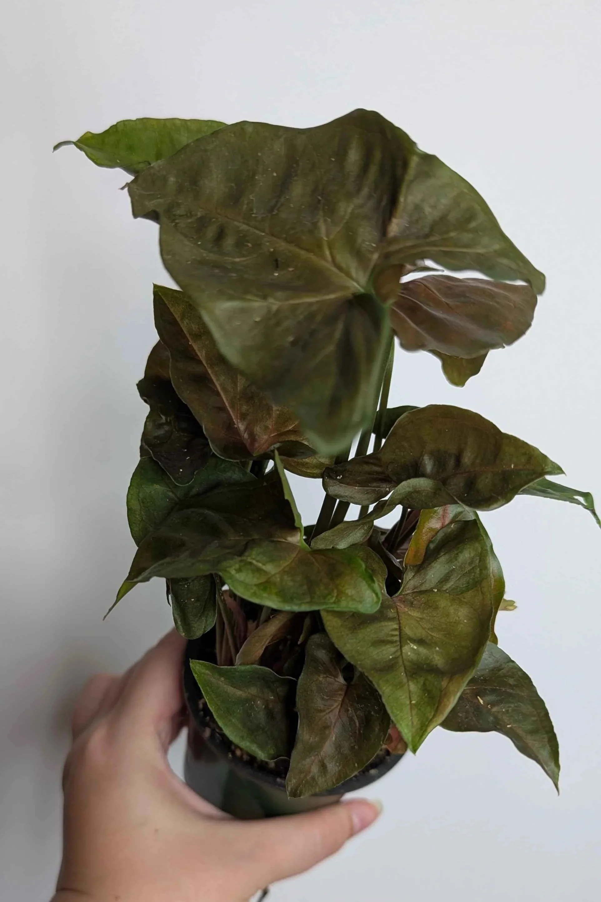Syngonium+Maria+1.jpg