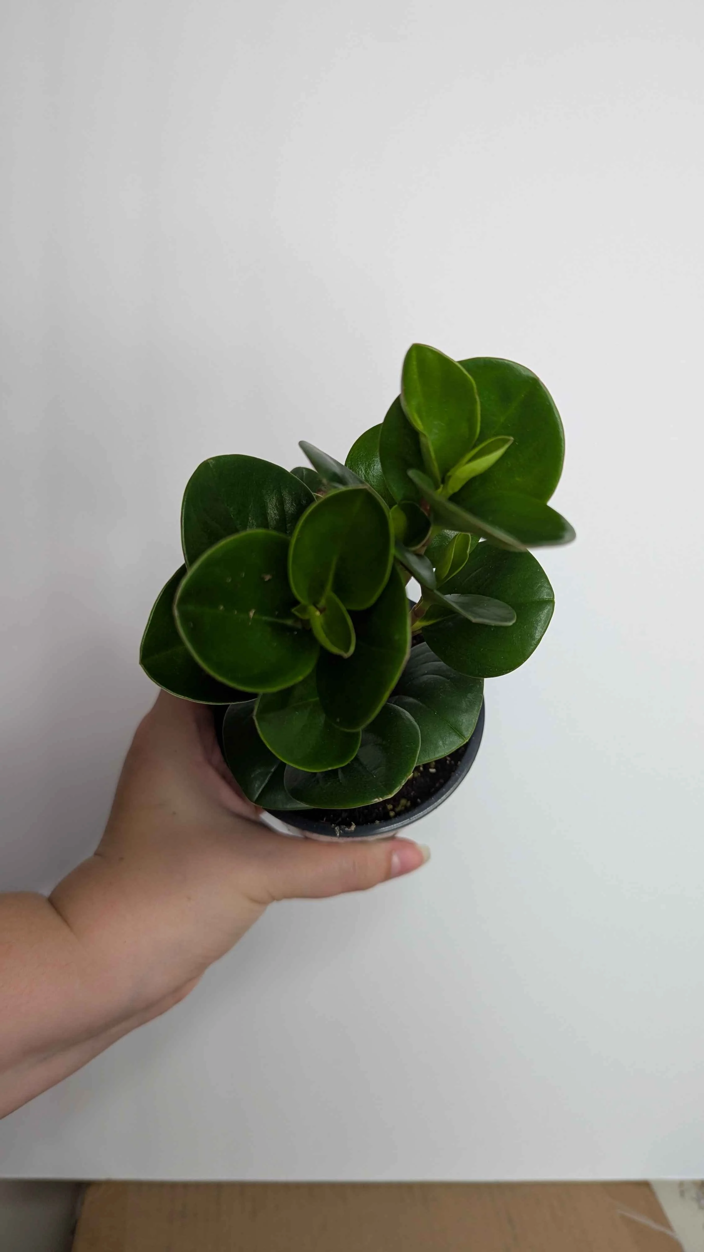 4in Peperomia Obtusifolia