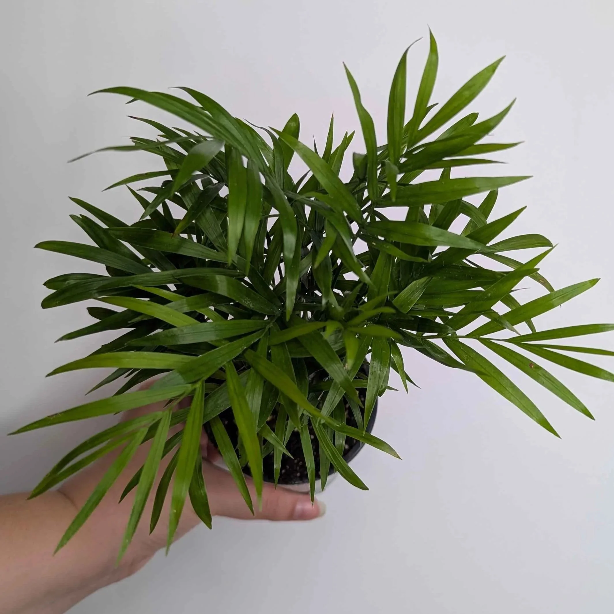 4in Neanthe Bella Palm