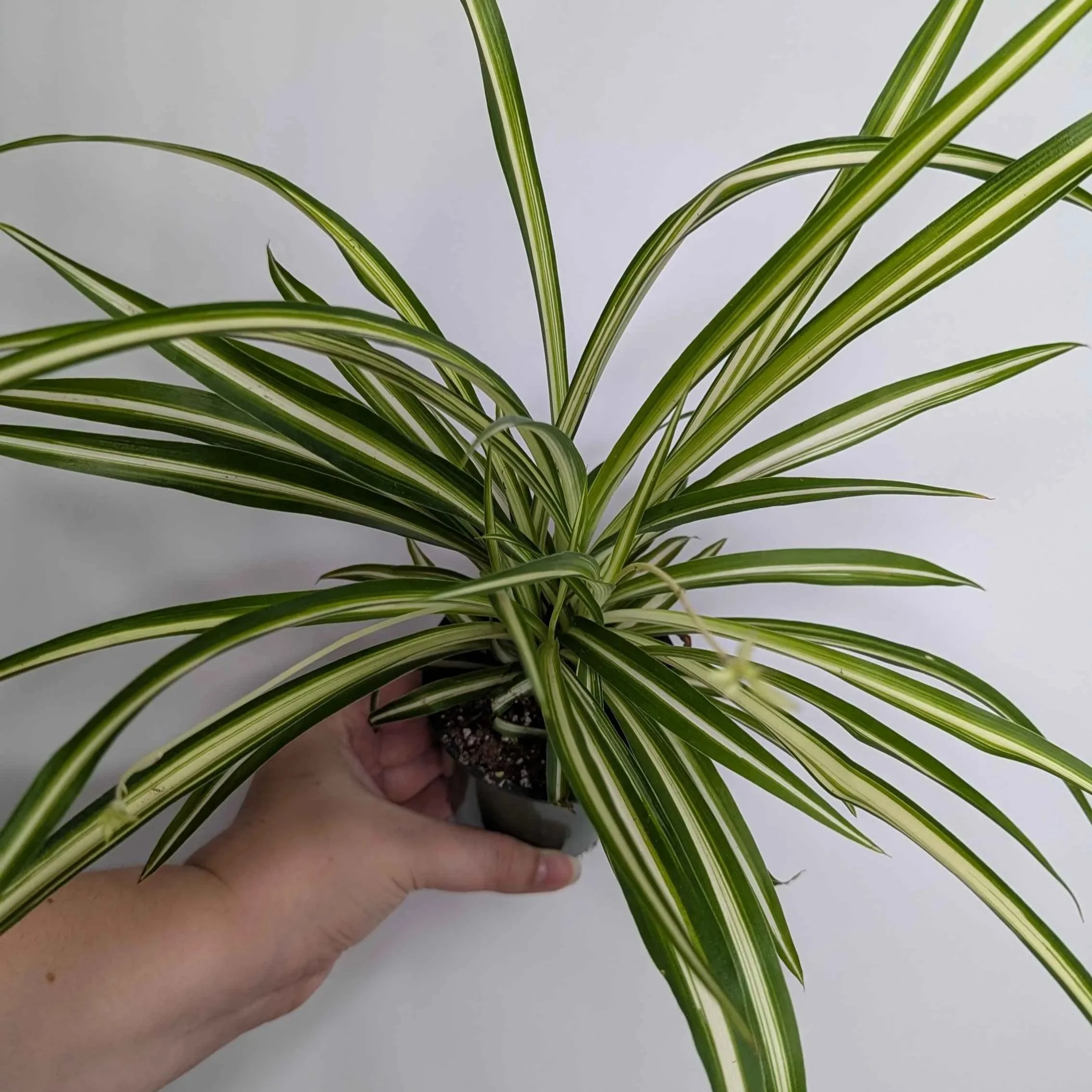 4in Variegated Spider Plant