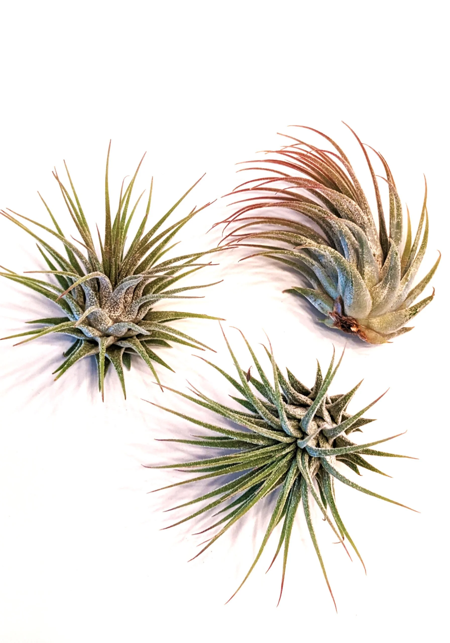 Tillandsia-Ionantha-1-scaled.jpg