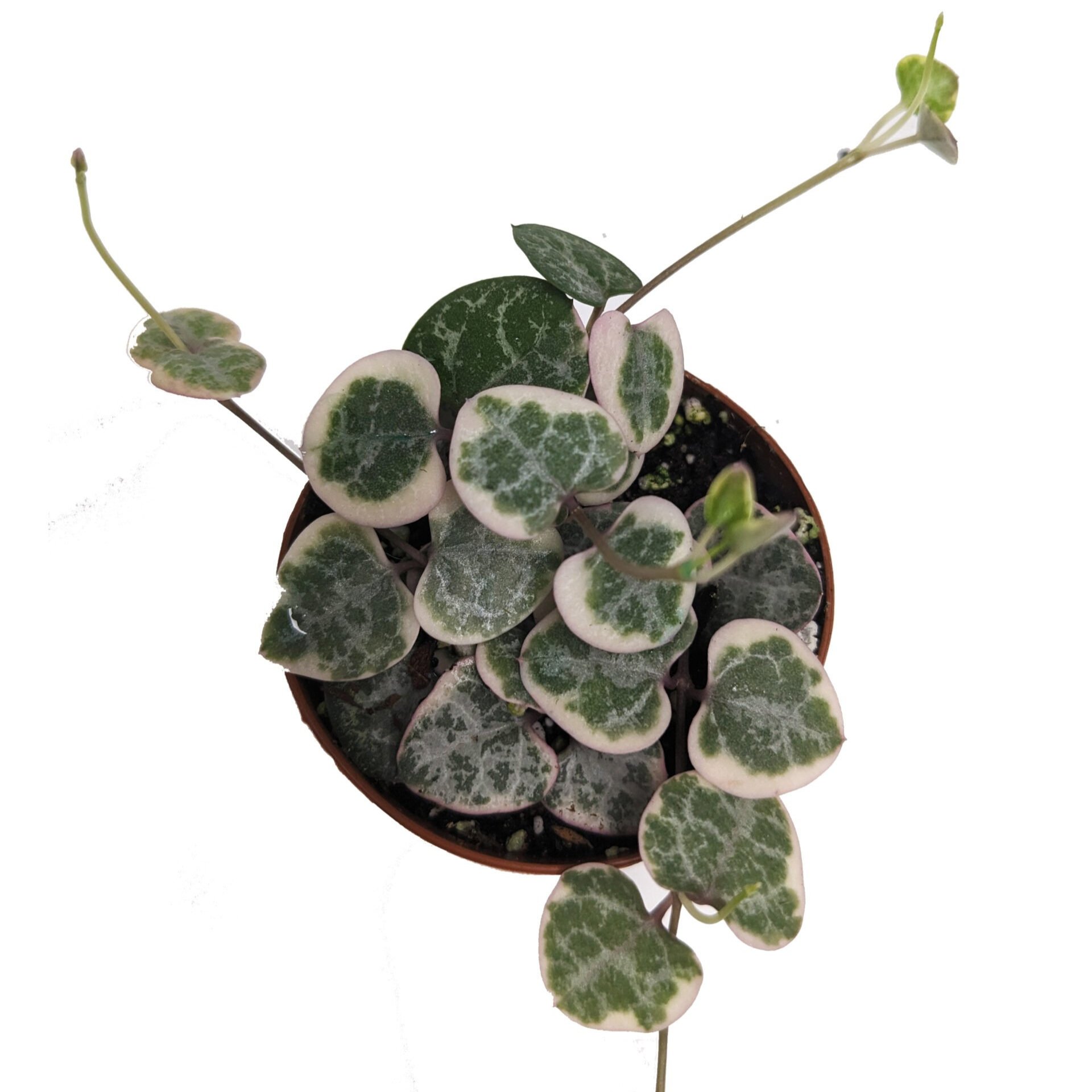 ceropegia-woodii-string-of-hearts-variegated-scaled.jpg
