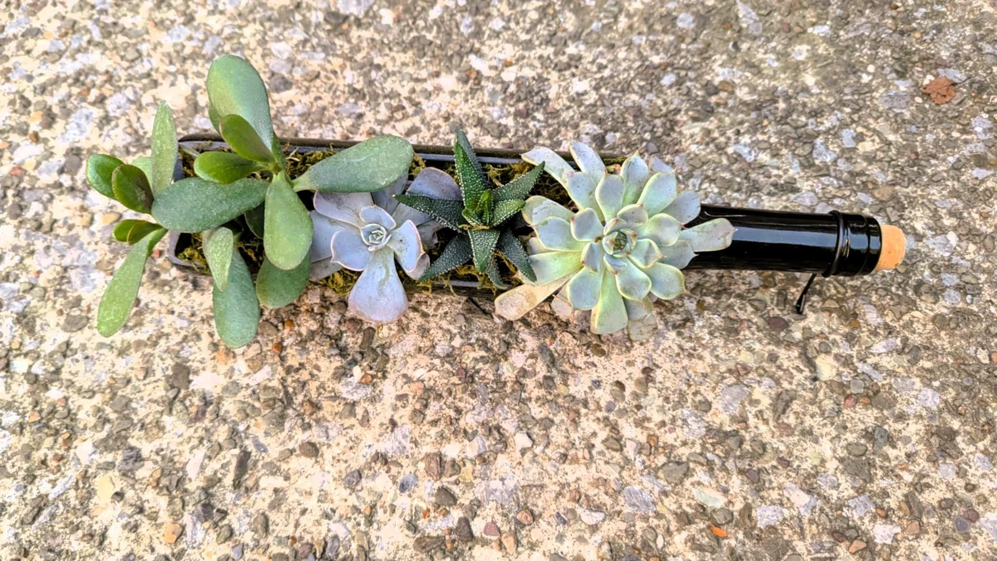 Sip and Sprout: Succulent Garden Workshop at Deer Creek Winery