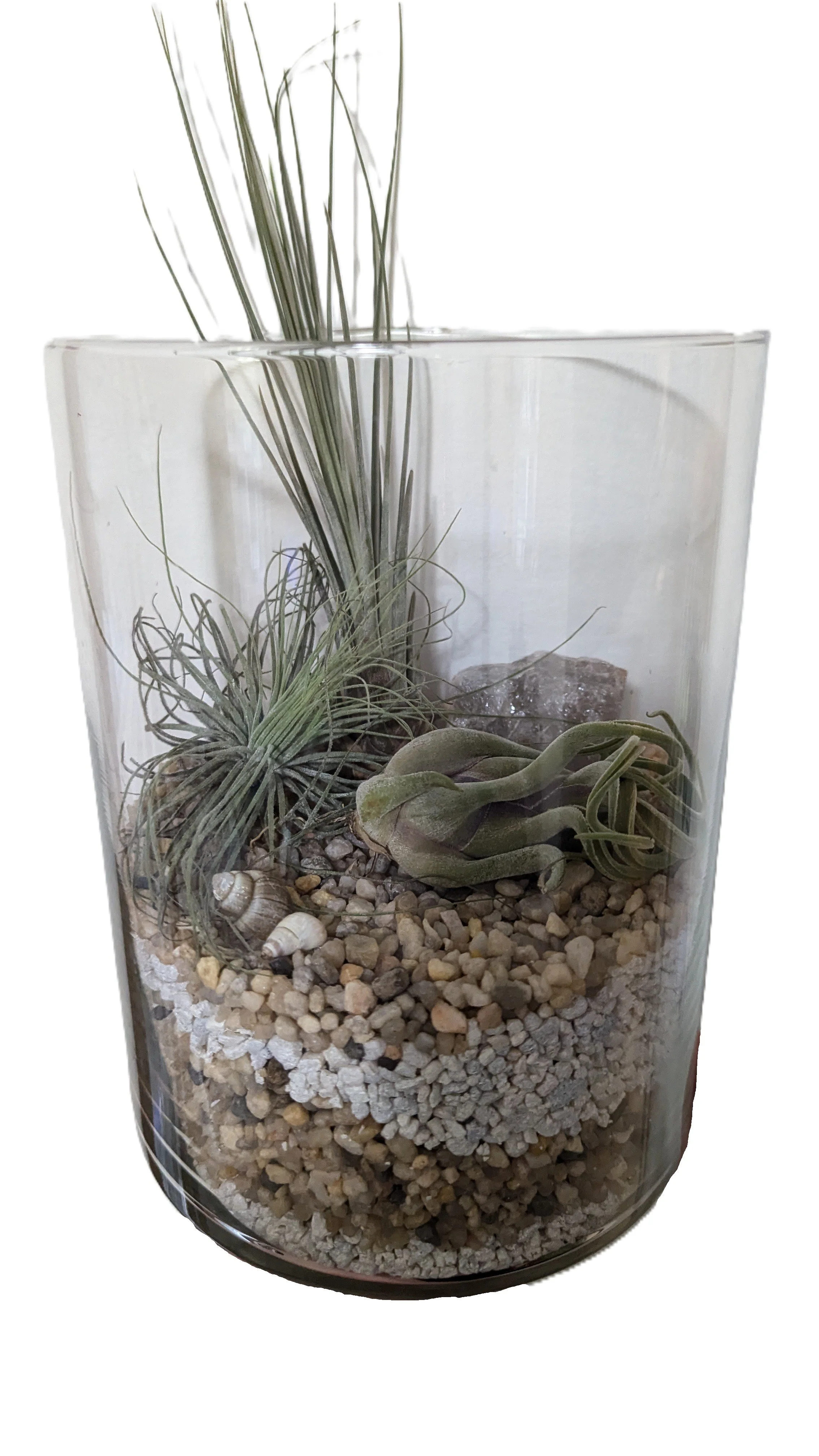 Air Plant Garden Workshop at Werner Books