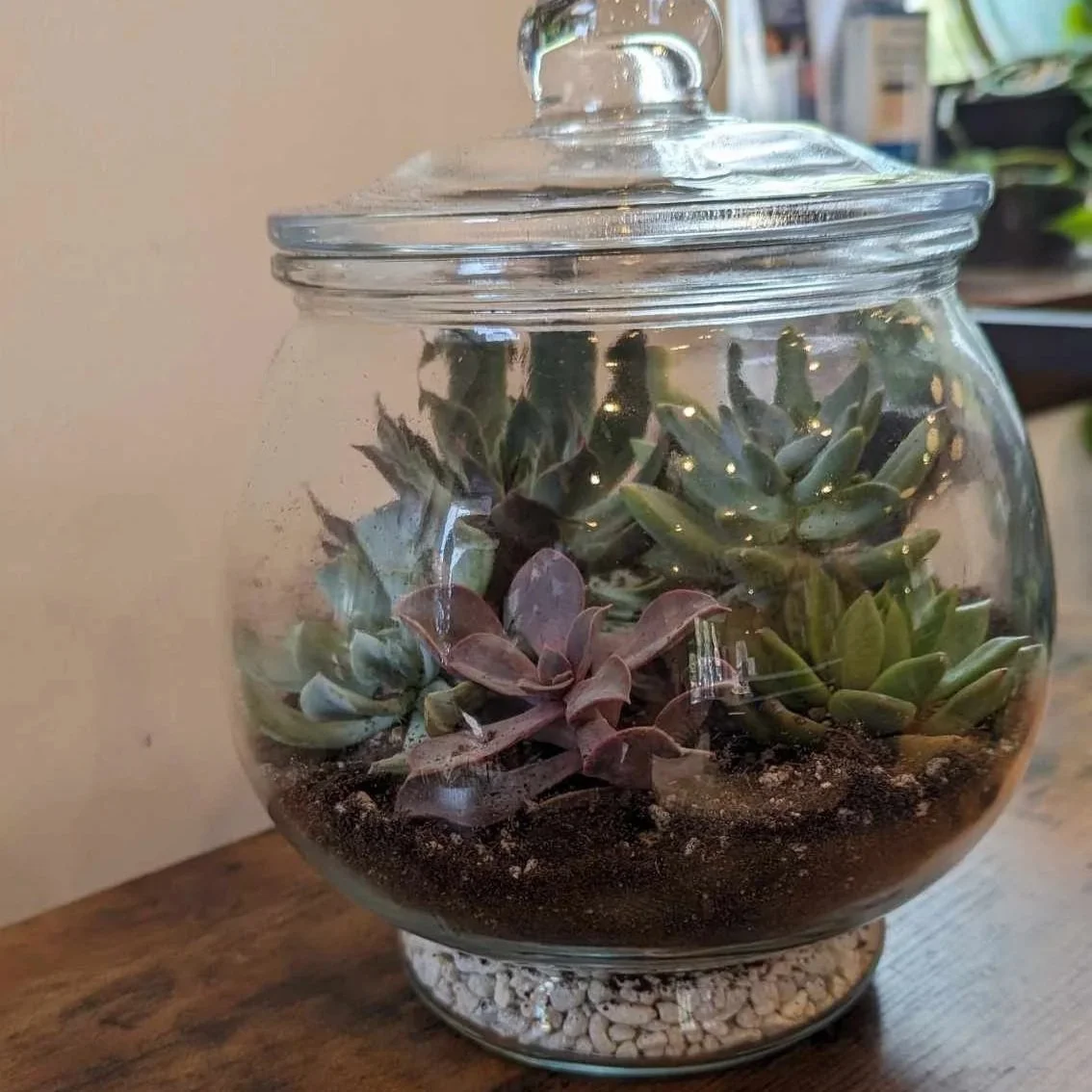 Succulent Garden Workshop at Twisted Elk Brewery